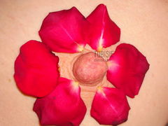 kwiatek dla ponętnych... pań.. ;-)