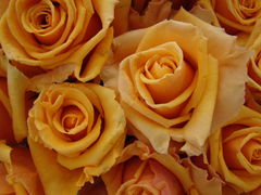 DSC01568.JPG