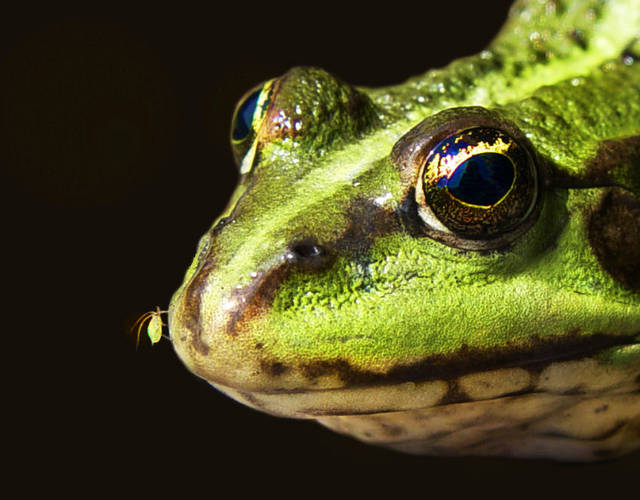 ZACZAROWANA KRÓLEWNA - panfoto