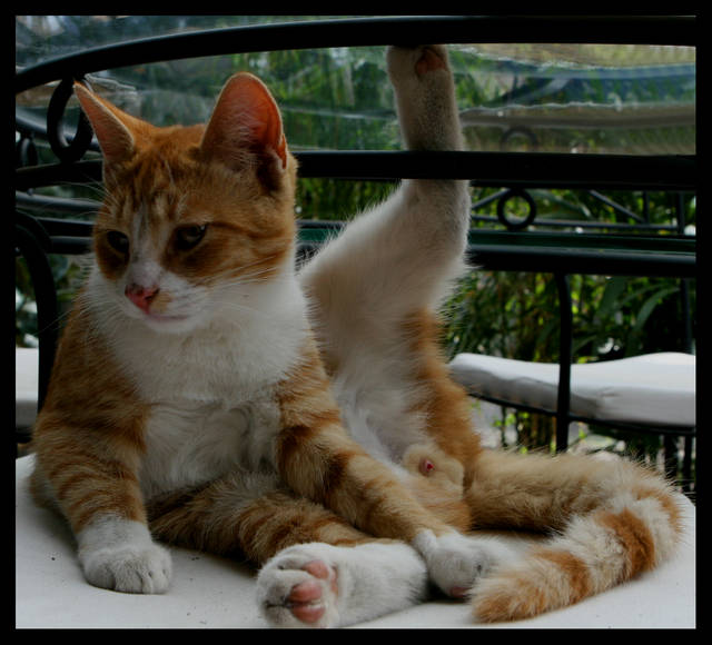 BEZWSTYDNIK - panfoto