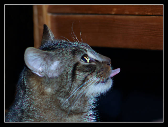 A W ŁÓŻECZKU SZURU - BURU... - panfoto