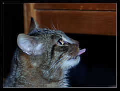 A W ŁÓŻECZKU SZURU - BURU...