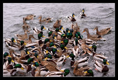 MAKABRYCZNY SEN - KACZORY