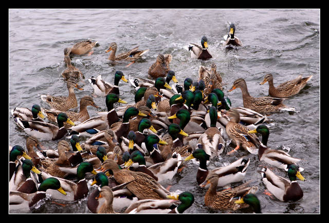 MAKABRYCZNY SEN - KACZORY - panfoto