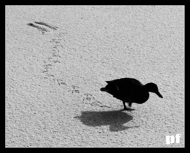 UDANE LĄDOWANIE - panfoto