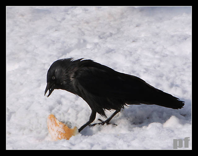 CZARNY CHARAKTER - panfoto