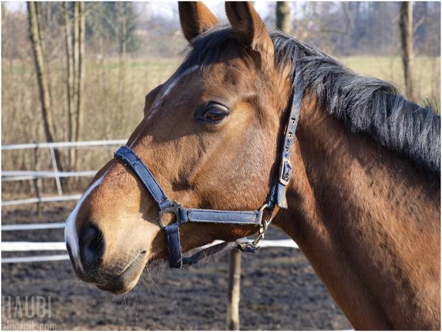 czy te oczy moga klamac - haubi