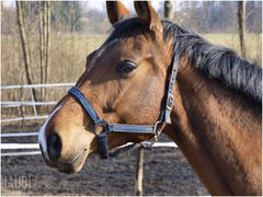 czy te oczy moga klamac