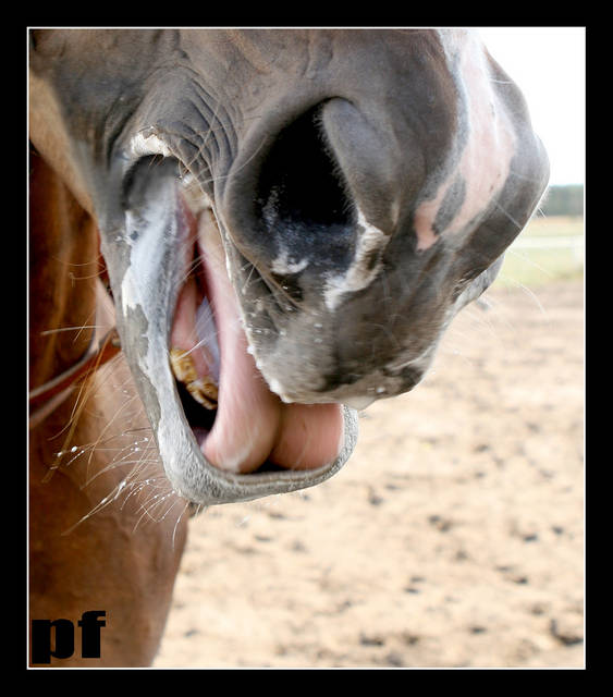 KOŃ BY SIĘ UŚMIAŁ ... - panfoto