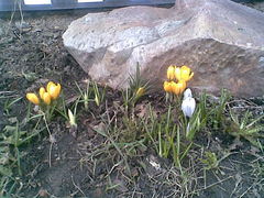 znalazłam wiosnę....