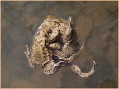 spatkanie z para zaba69