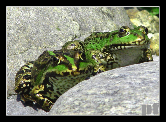 ŚWIĄTECZNE POGADUSZKI - panfoto