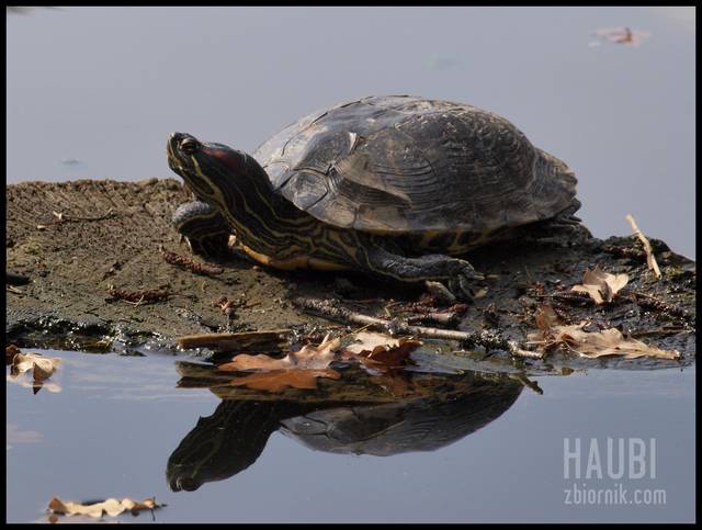 Lustrzane odbicie - haubi