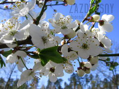 wiosennie rozkwitasz ?