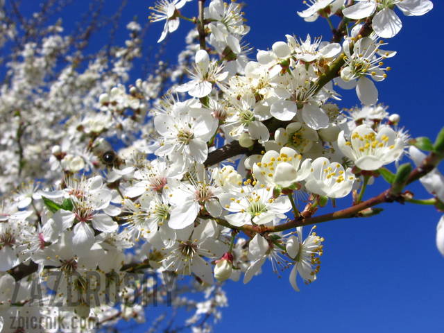 błękit - zazdrosny