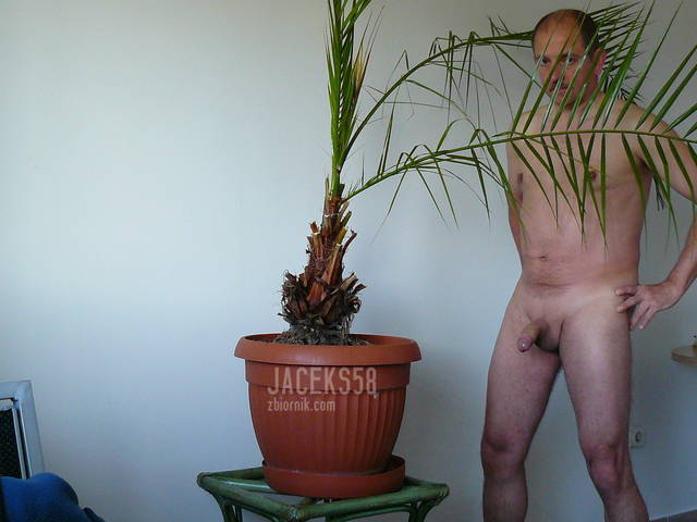 Ach ta palma... - jaceks58