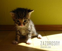 tyle tu kociaków a ze mną nikt się nie chce bawić ...