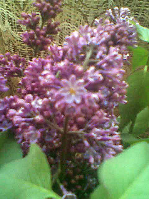 dla Moni :):) - madzia90