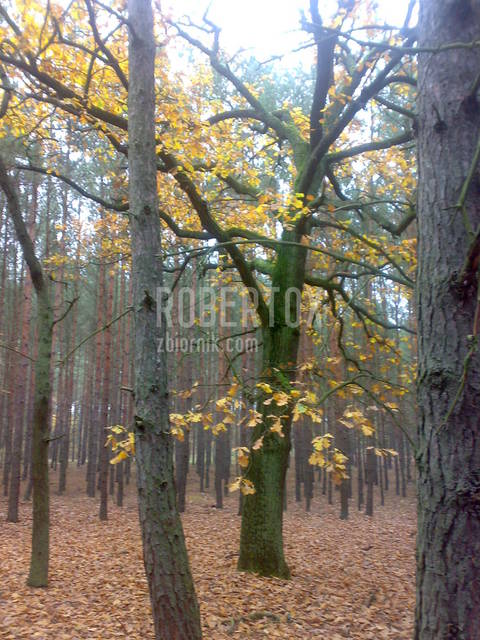 20081107182.jpg - Robertox