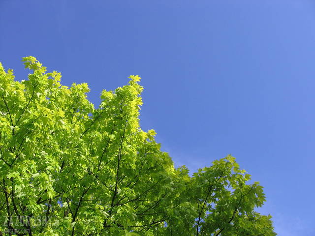 zazdrosny