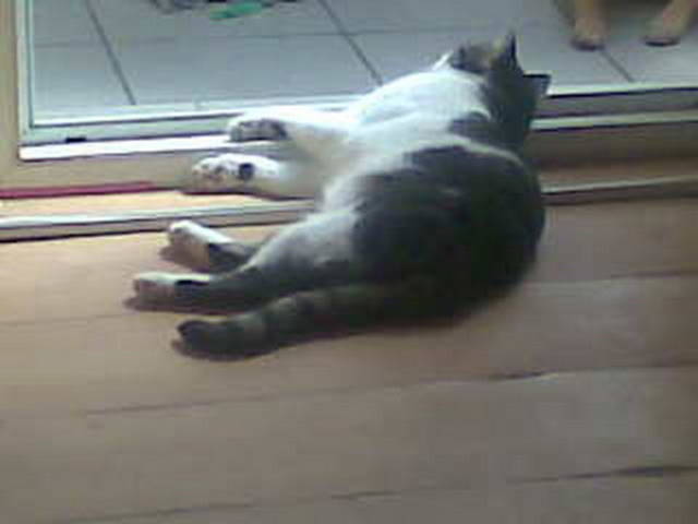 męcząca ta wiosna... - madzia90