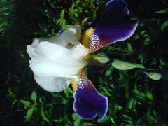 aby byl dla Ciebie piekna muzą