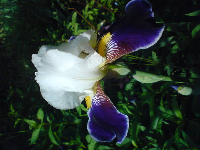 aby byl dla Ciebie piekna muzą - 2807J