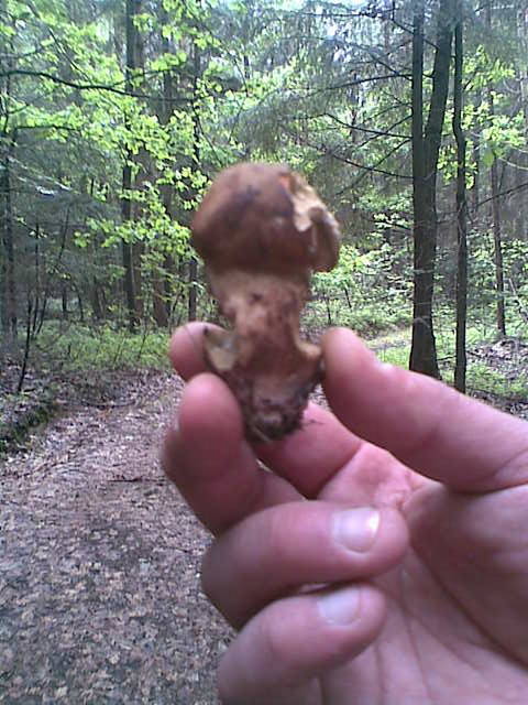 czerwony kozak :) - madzia90