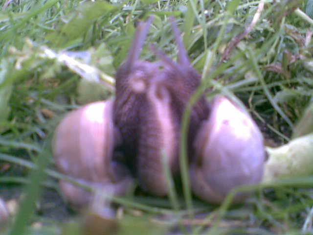 świntuchy.... - madzia90