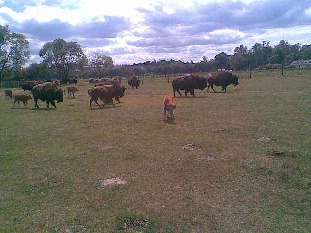 pastwisko - madzia90