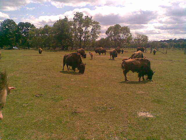 pastwisko - madzia90