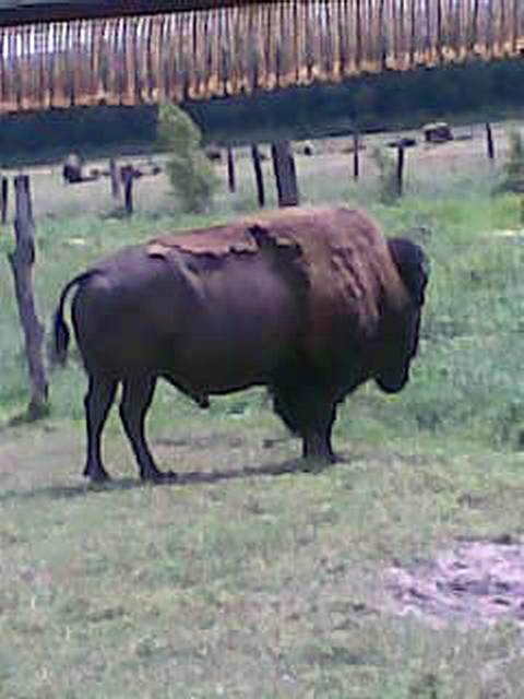 wódz... :D - madzia90