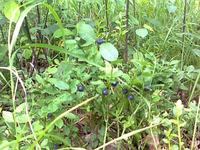 jagódki 2 - madzia90