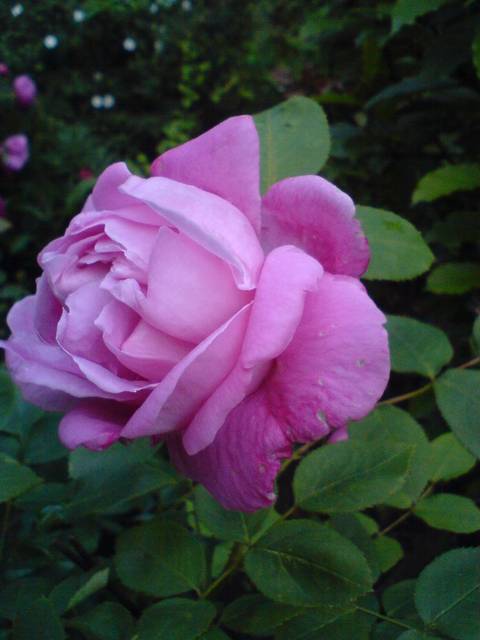 Moni dla Ciebie - 2807J