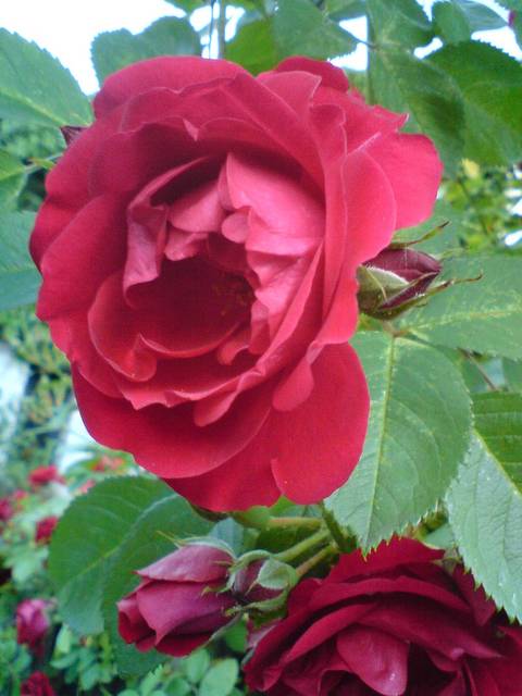 dla Ciebie Ruda - 2807J