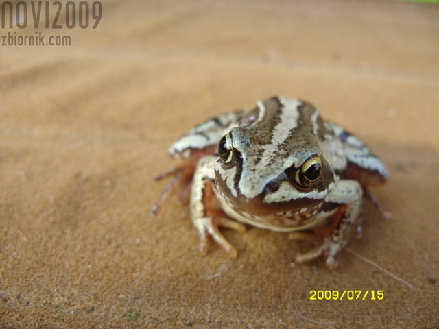 żabcia - novi2009