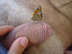 moze to pani motylek