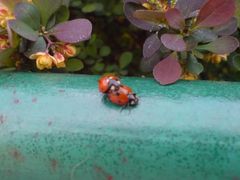 ladybirds
