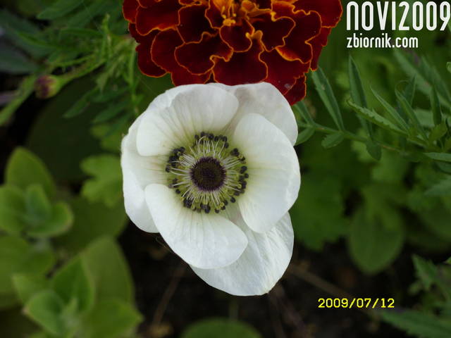 SDC13103.JPG - novi2009