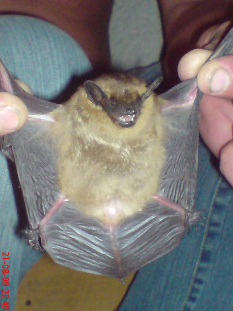 netoperek 2 - madzia90