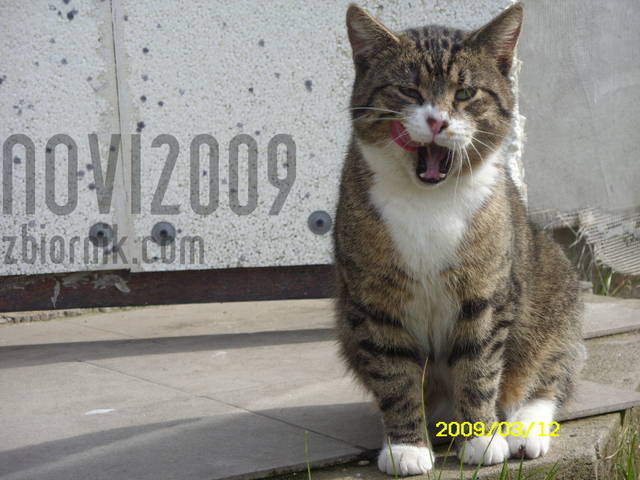 SDC11277.JPG - novi2009