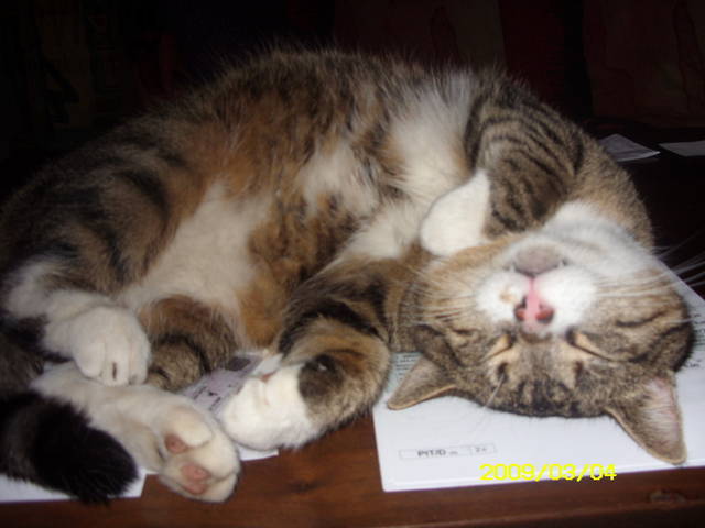 SDC10822.JPG - novi2009