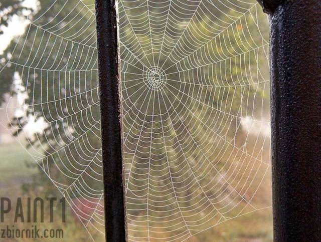 W pajęczynie - paint1
