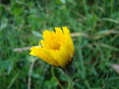 DSC05805.JPG