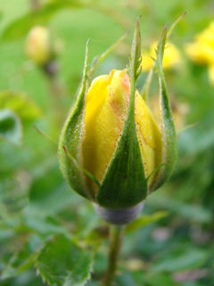 DSC05742.JPG