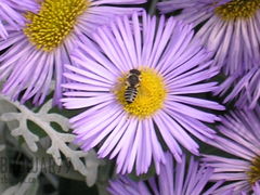 Pracowita jak .... ?