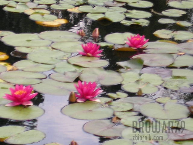 P1010267.JPG - browar79