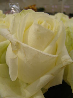 DSC06717.JPG
