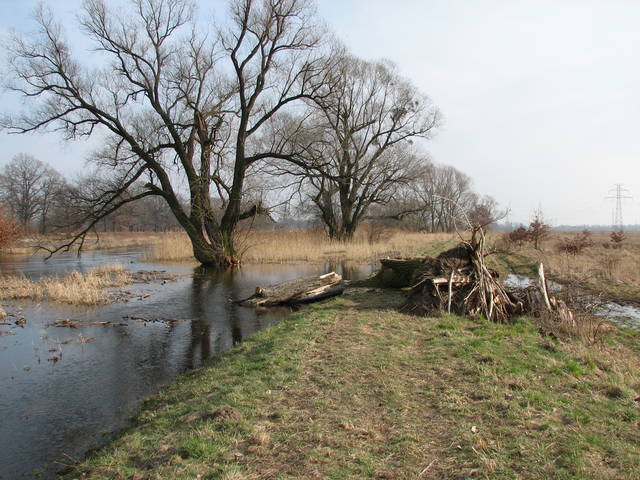 michulak
