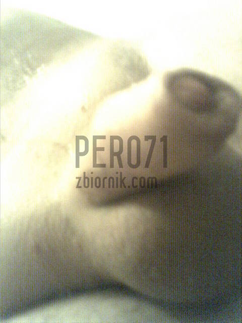 Photo_0287.jpg - pero71